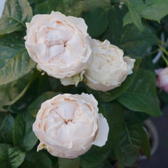 All four Pure Rose