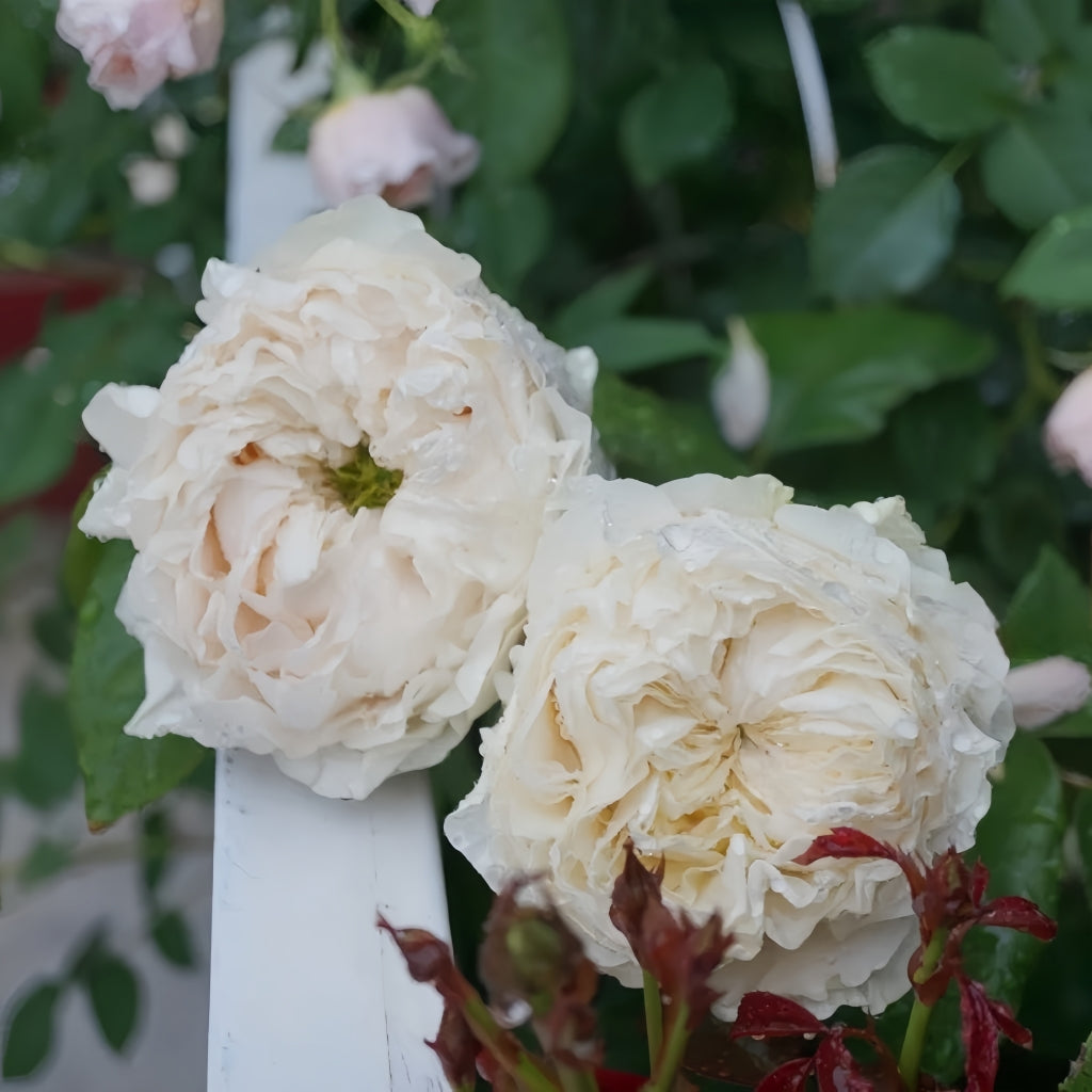 All four Pure Rose