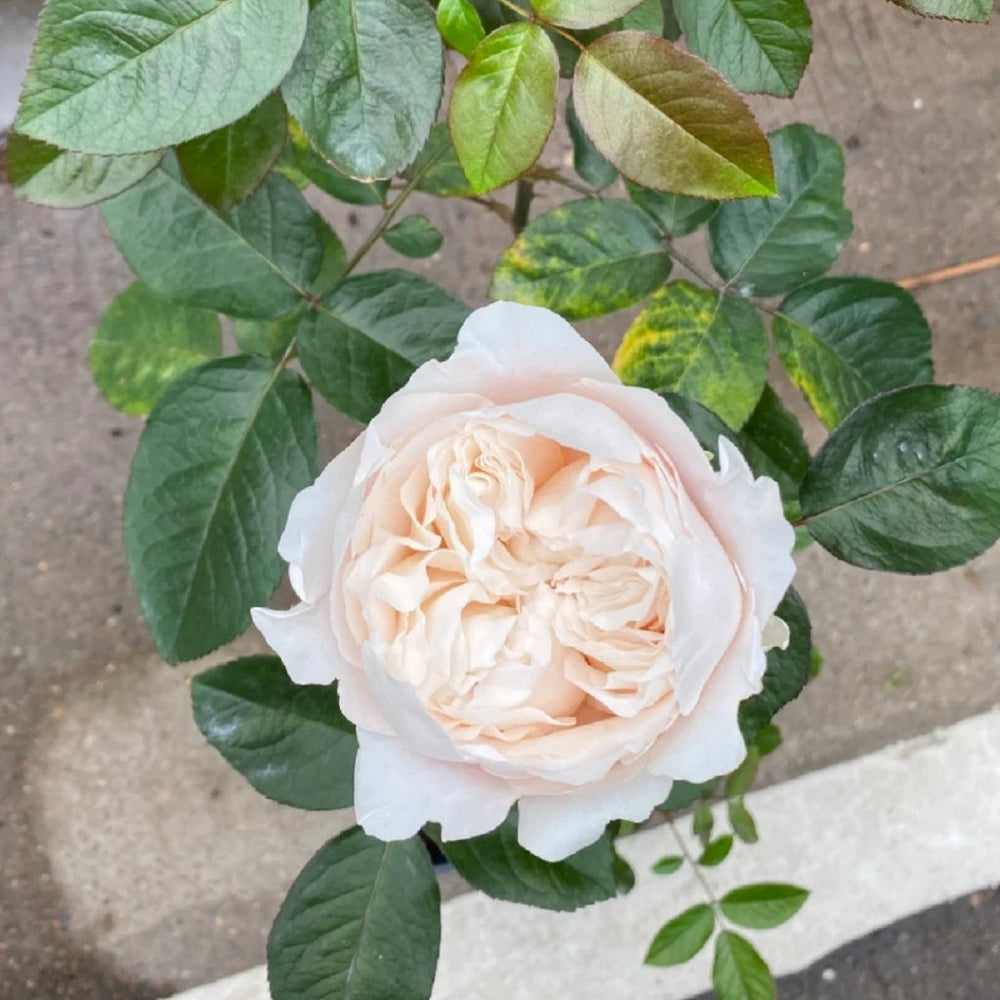 All four Pure Rose