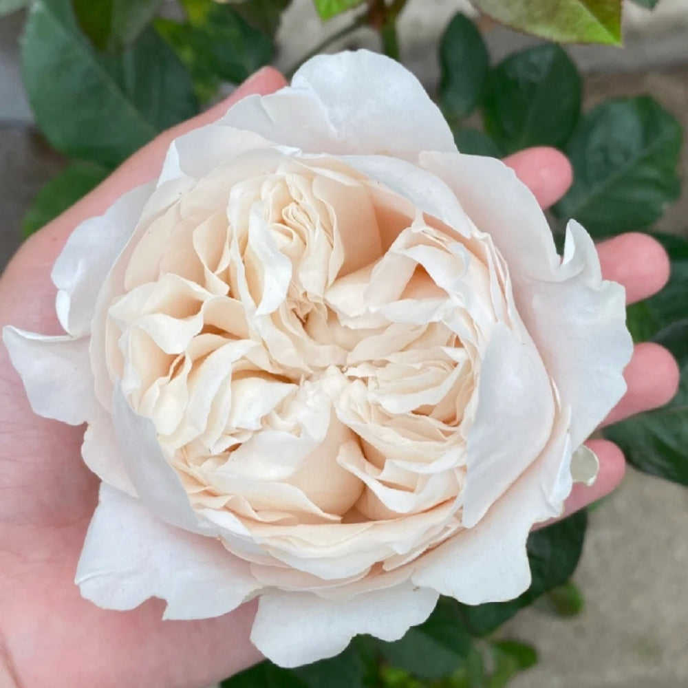 All four Pure Rose