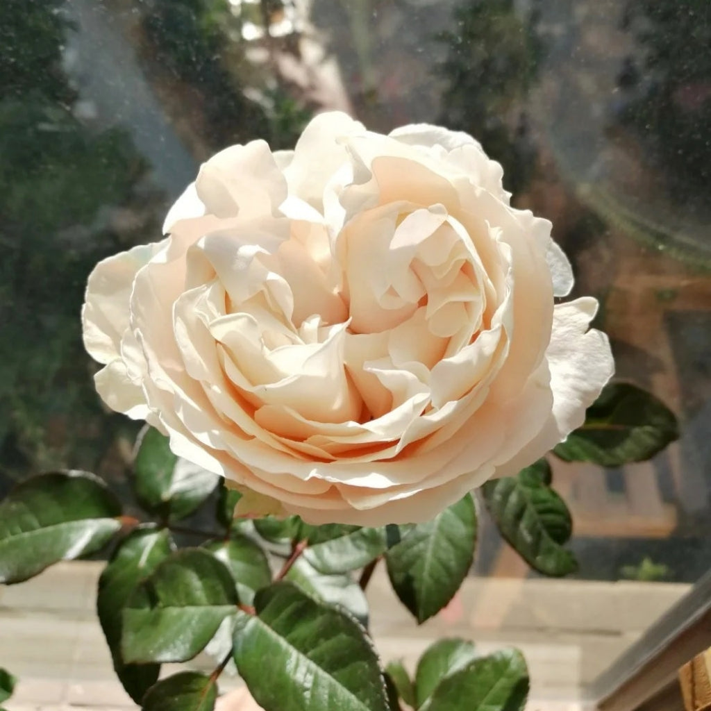 All four Pure Rose