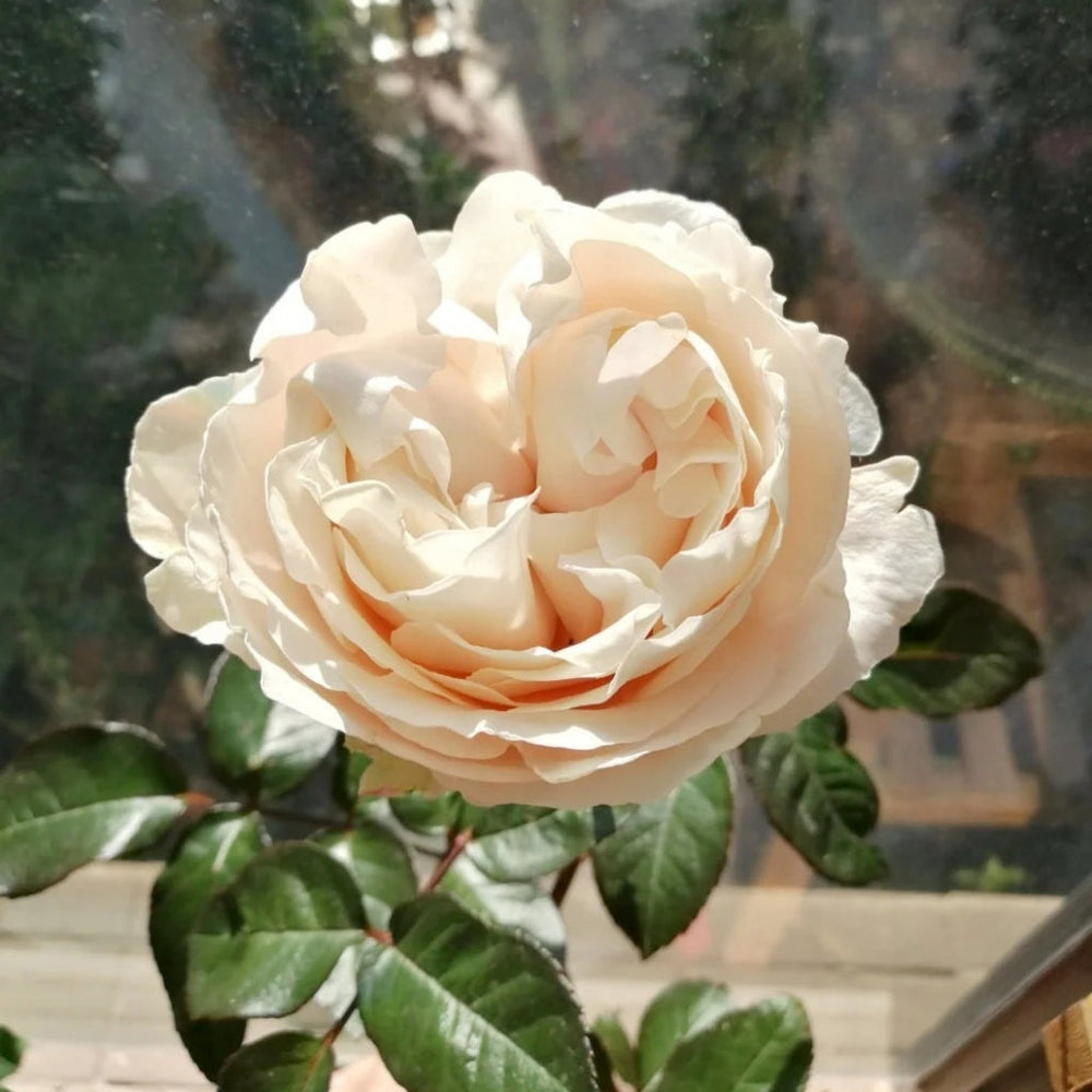 All four Pure Rose
