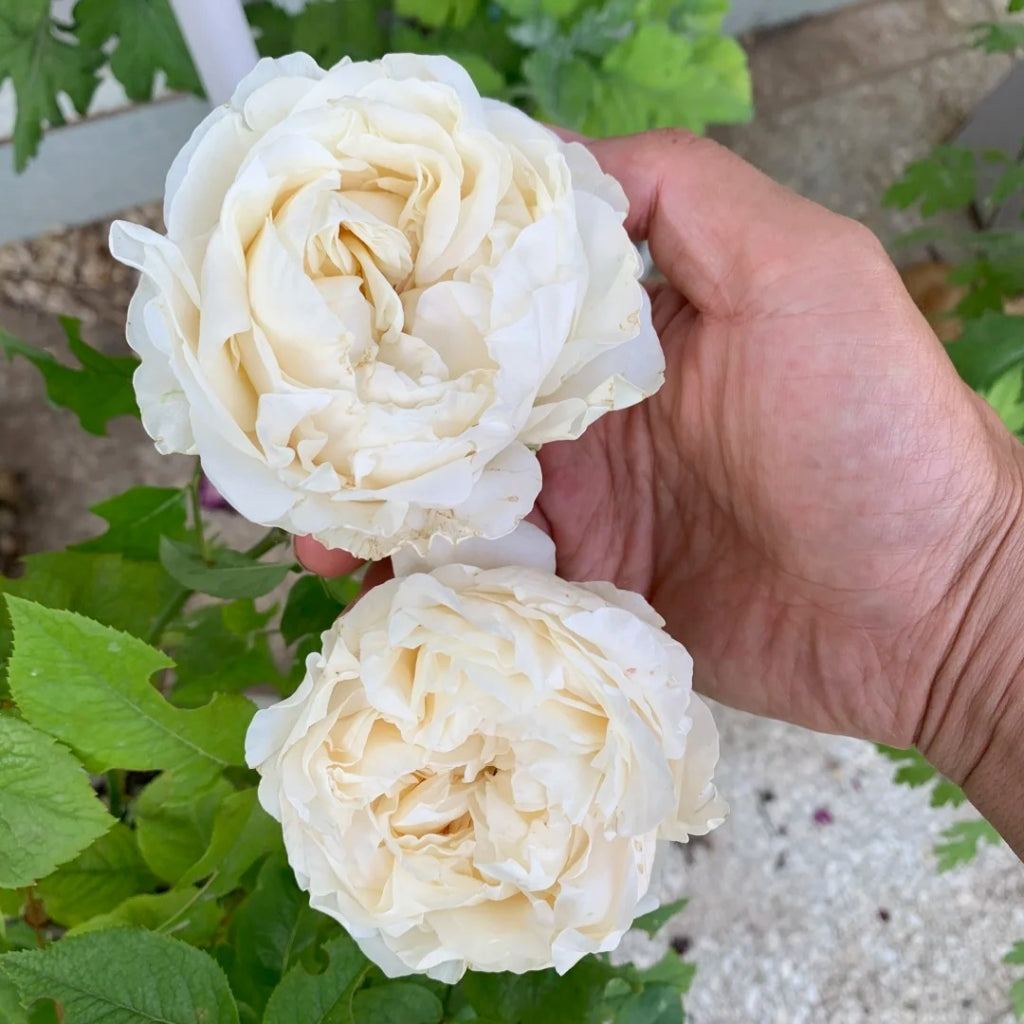 All four Pure Rose