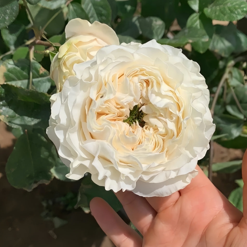 All four Pure Rose