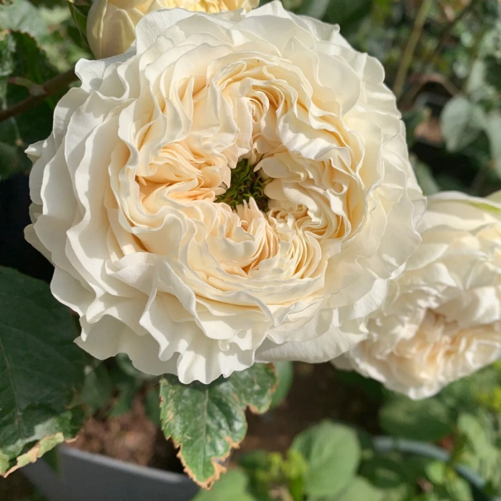 All four Pure Rose