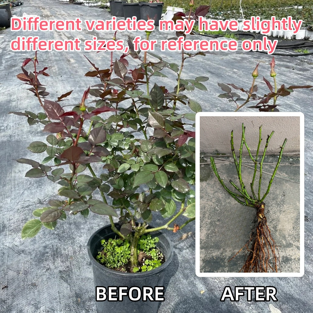 All four Pure Rose