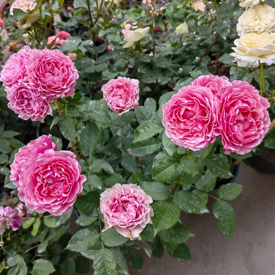 All four cherry blossoms Rose