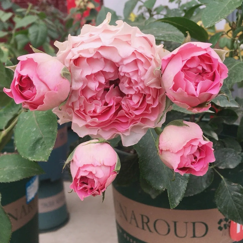 All four cherry blossoms Rose