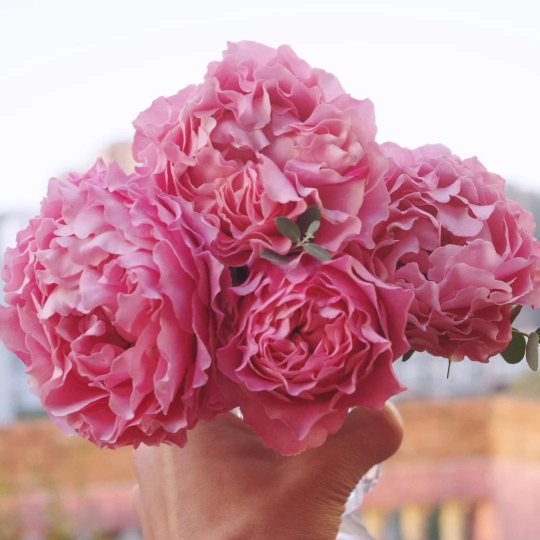 All four cherry blossoms Rose