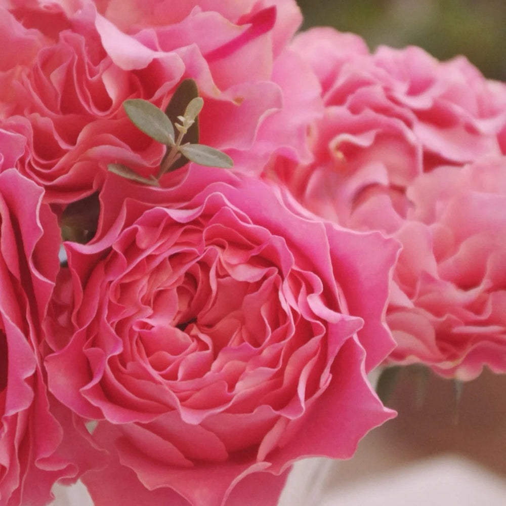 All four cherry blossoms Rose