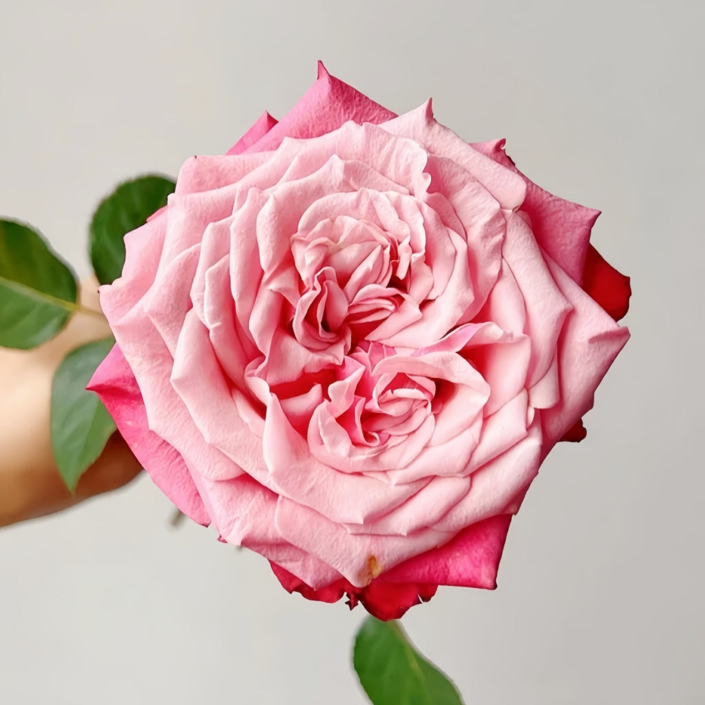Alter Ego Rose