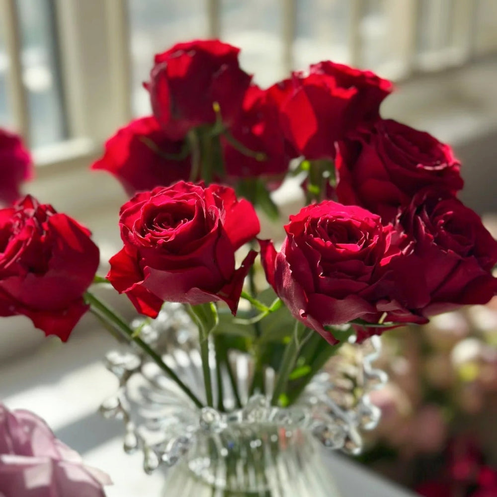 Amada Rose