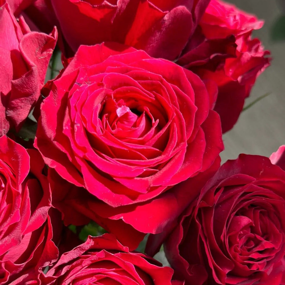 Amada Rose