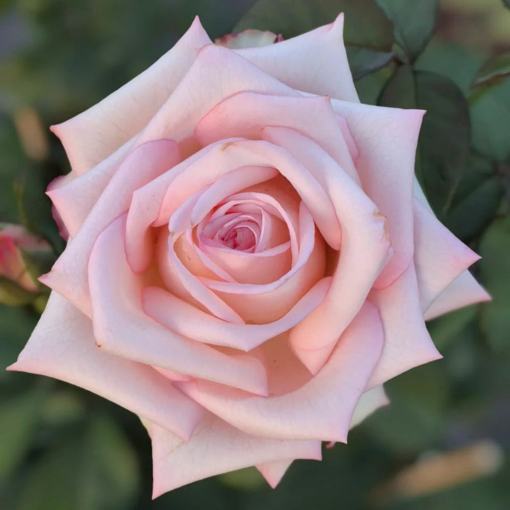 Amarena Rose