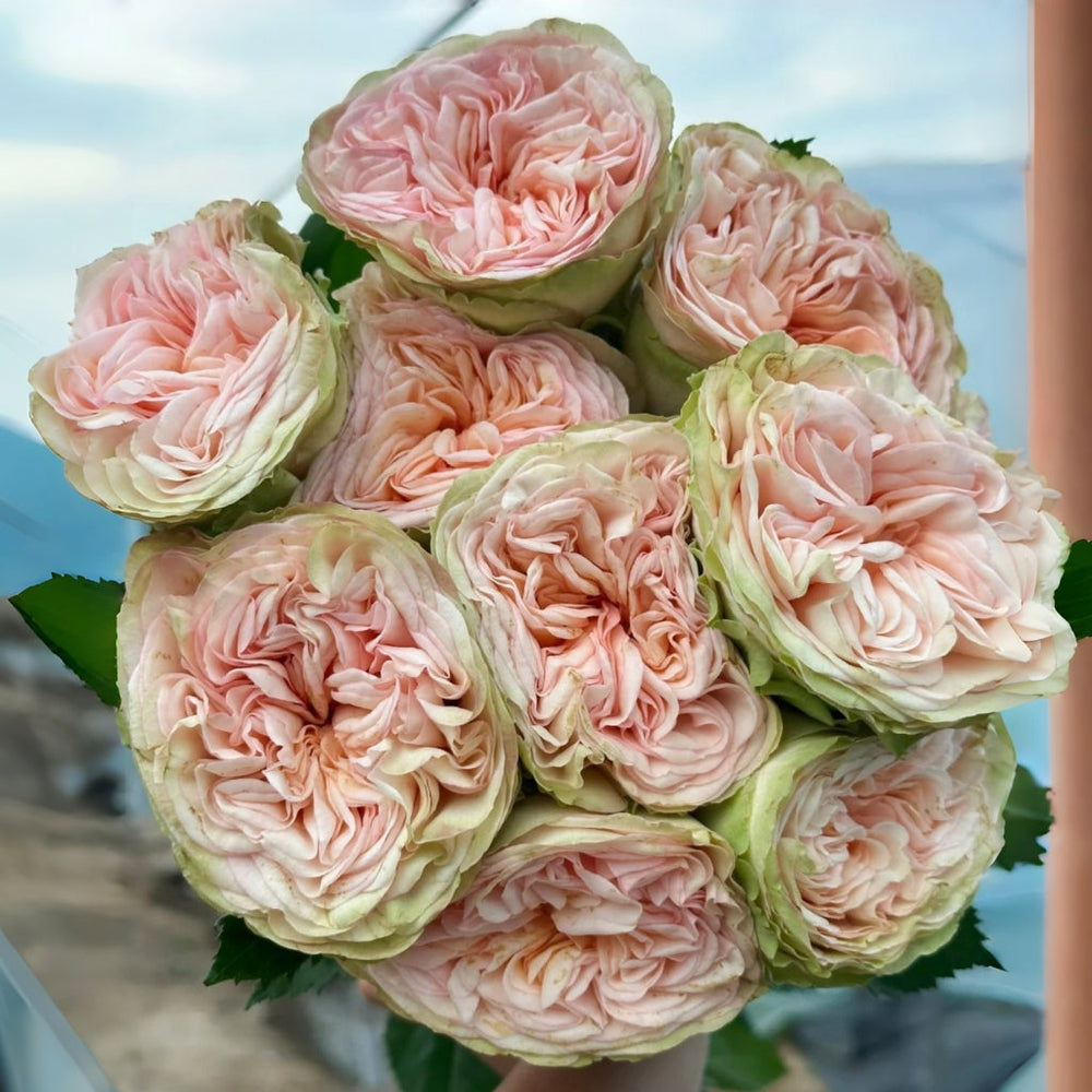 Amberley Park Rose