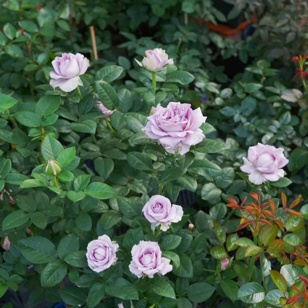 Amethyst Rose
