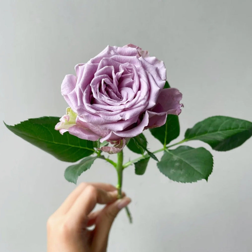 Amethyst Rose