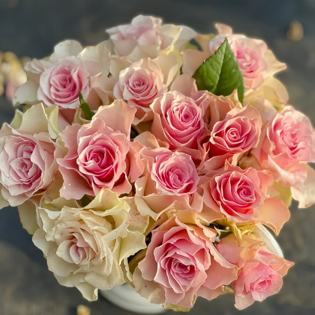 Angel Kiss Rose