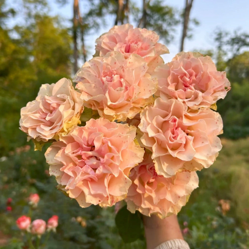 Angel Kiss Rose