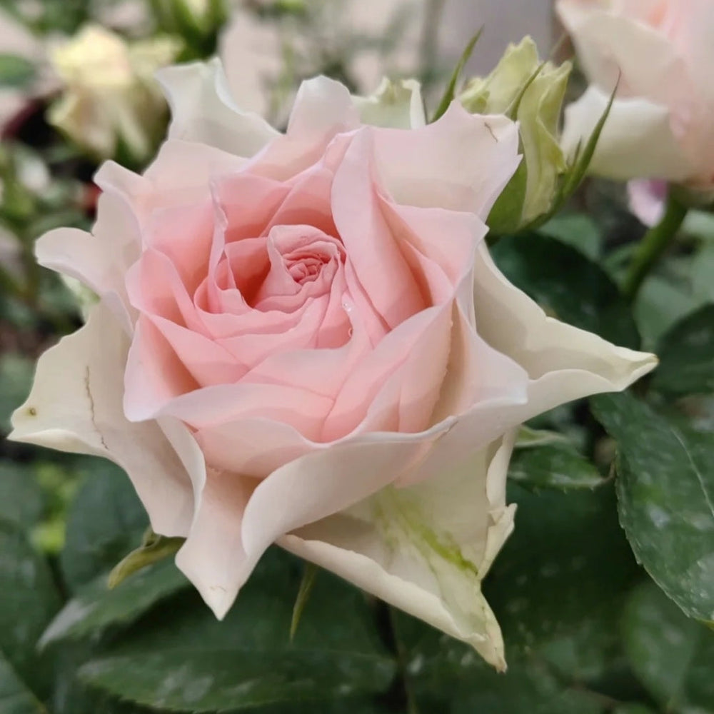 Angel Kiss Rose