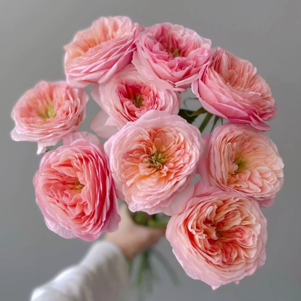 Annesley Rose