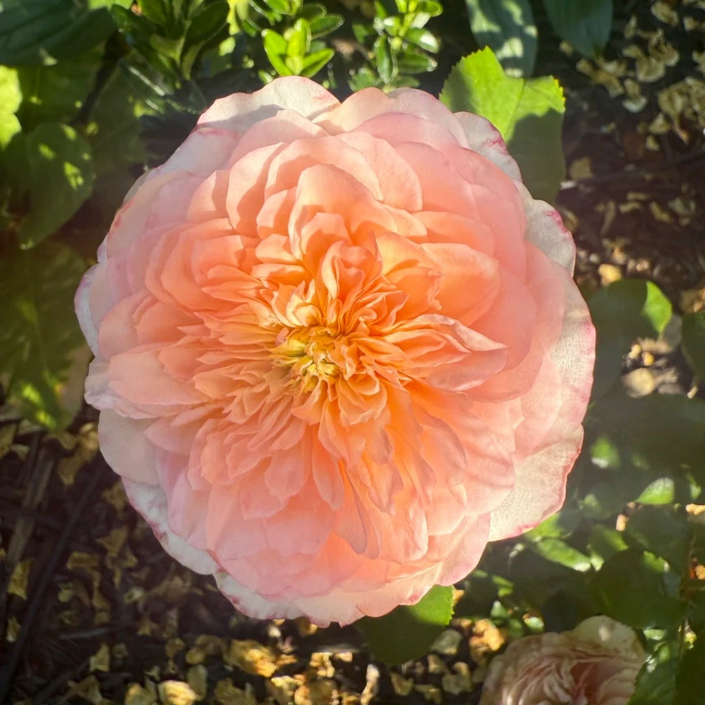 Annesley Rose