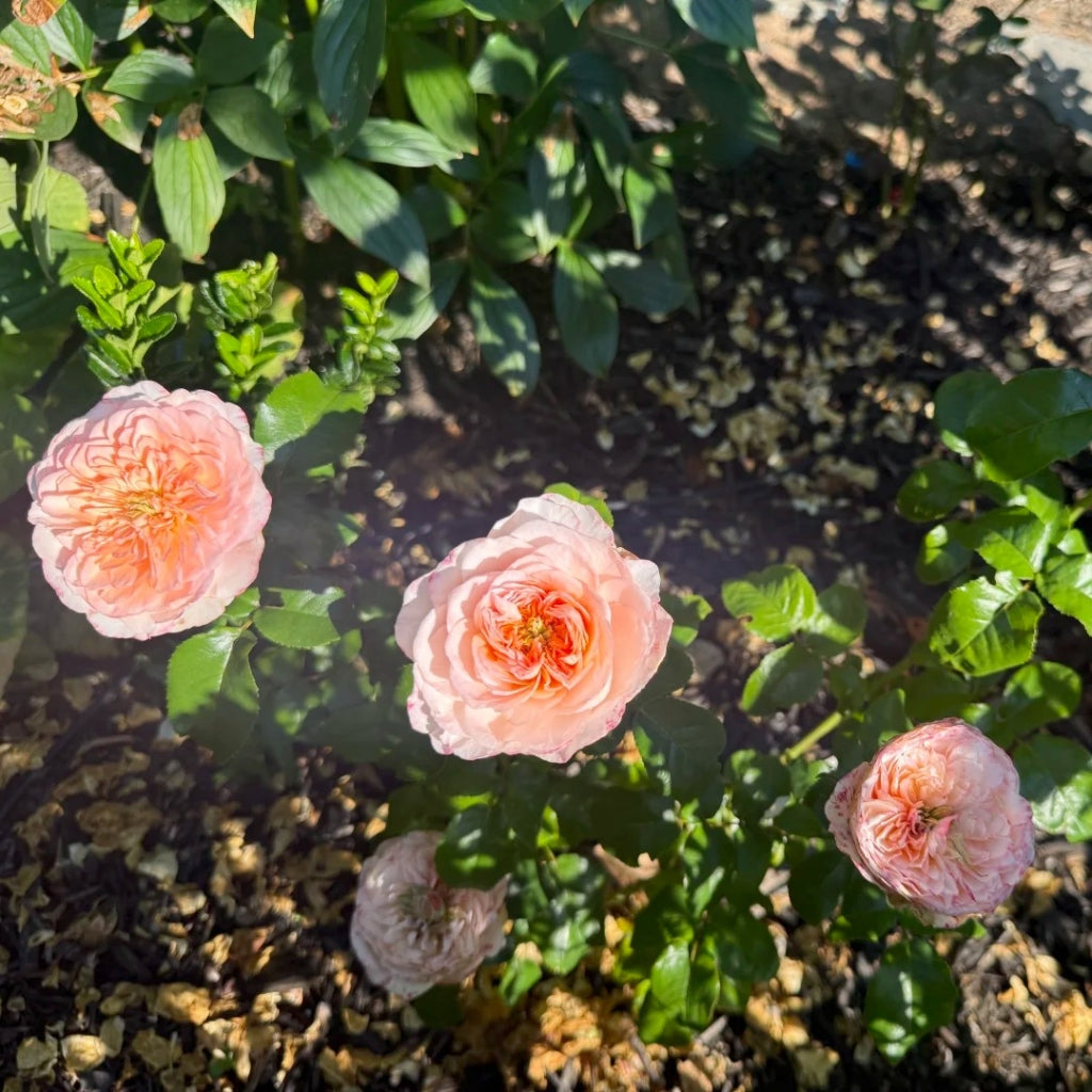 Annesley Rose