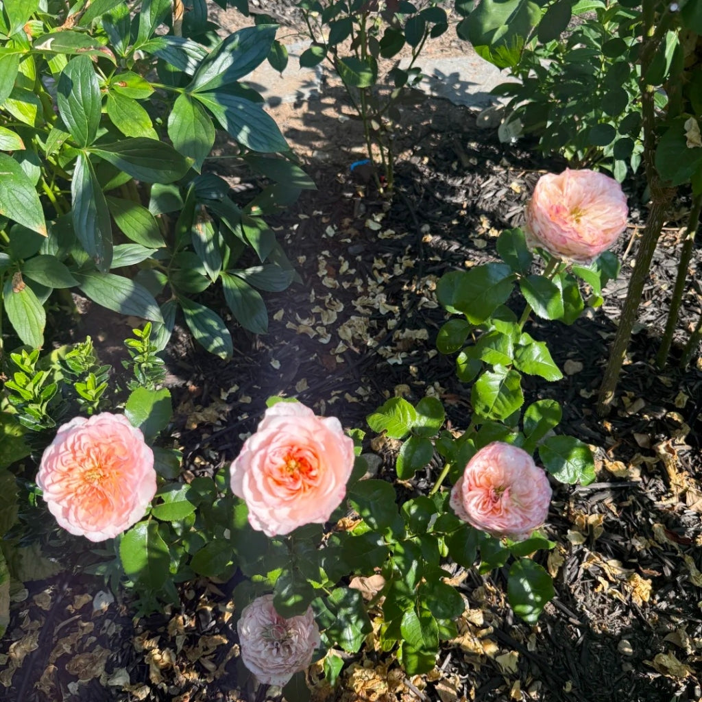 Annesley Rose
