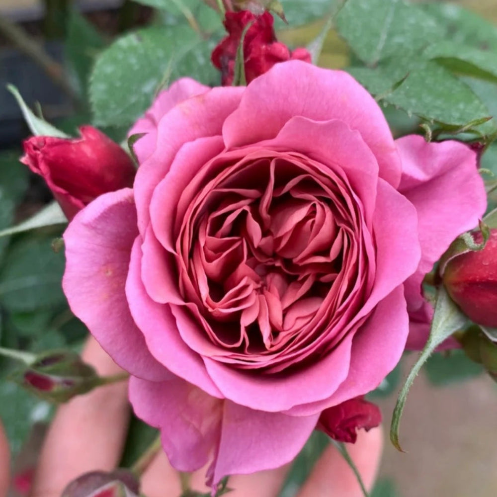 Aoi Rose
