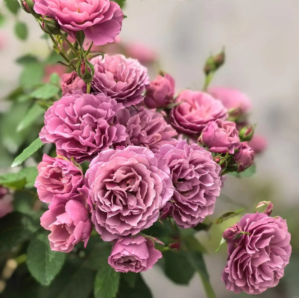 Aoi Rose