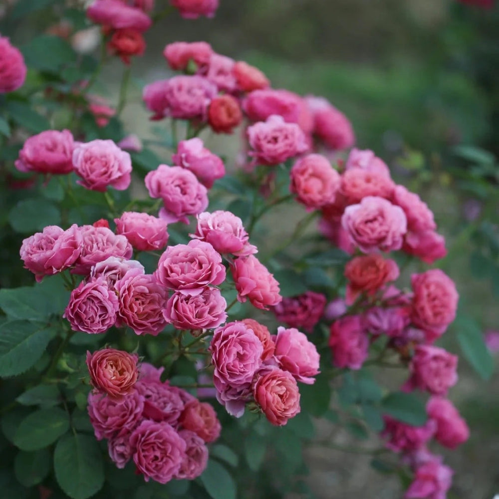Aoi Rose