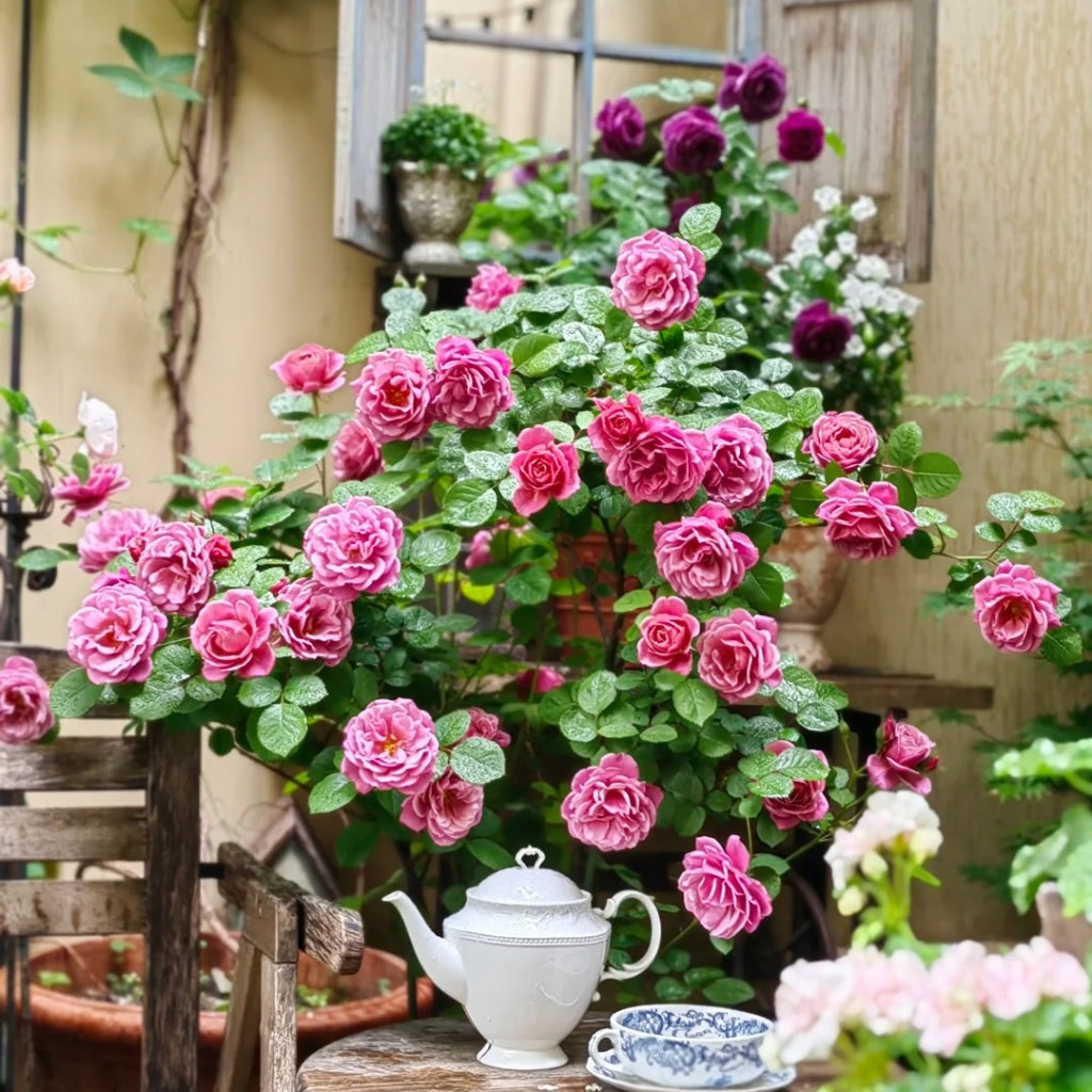 Aoi Rose