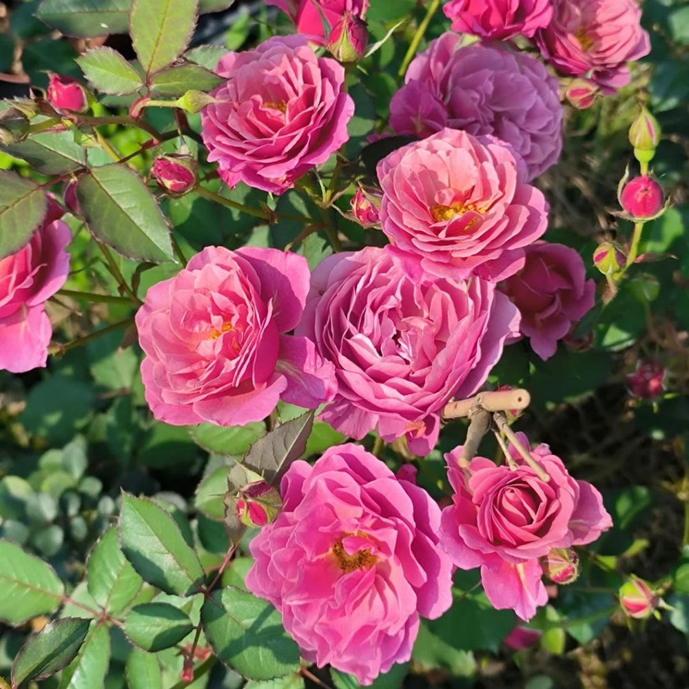 Aoi Rose