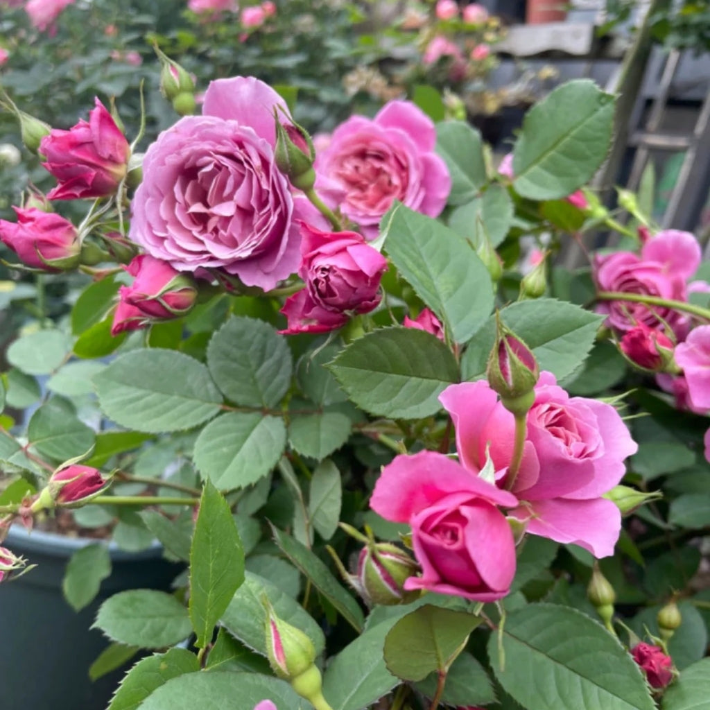 Aoi Rose