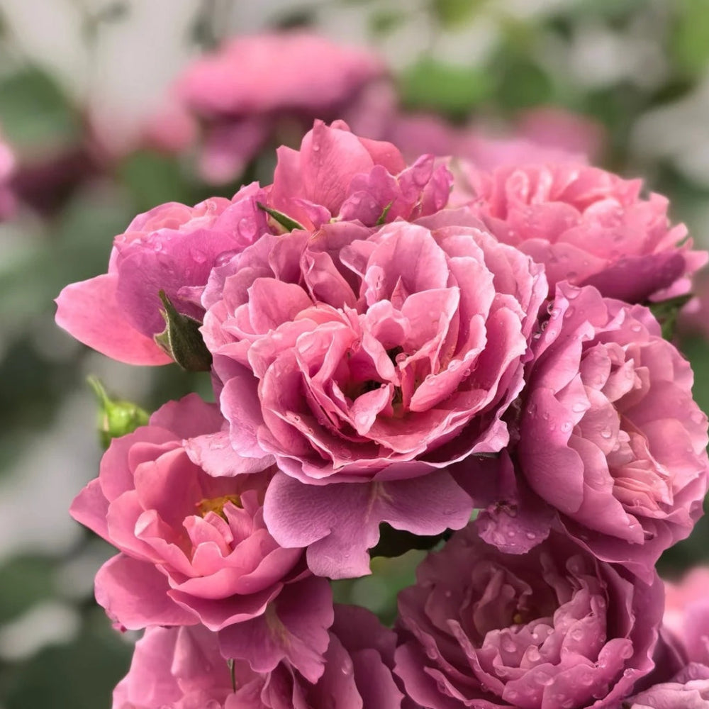 Aoi Rose