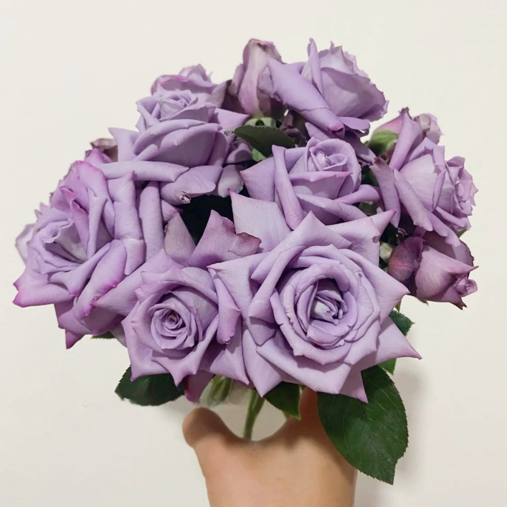 Applause Rose
