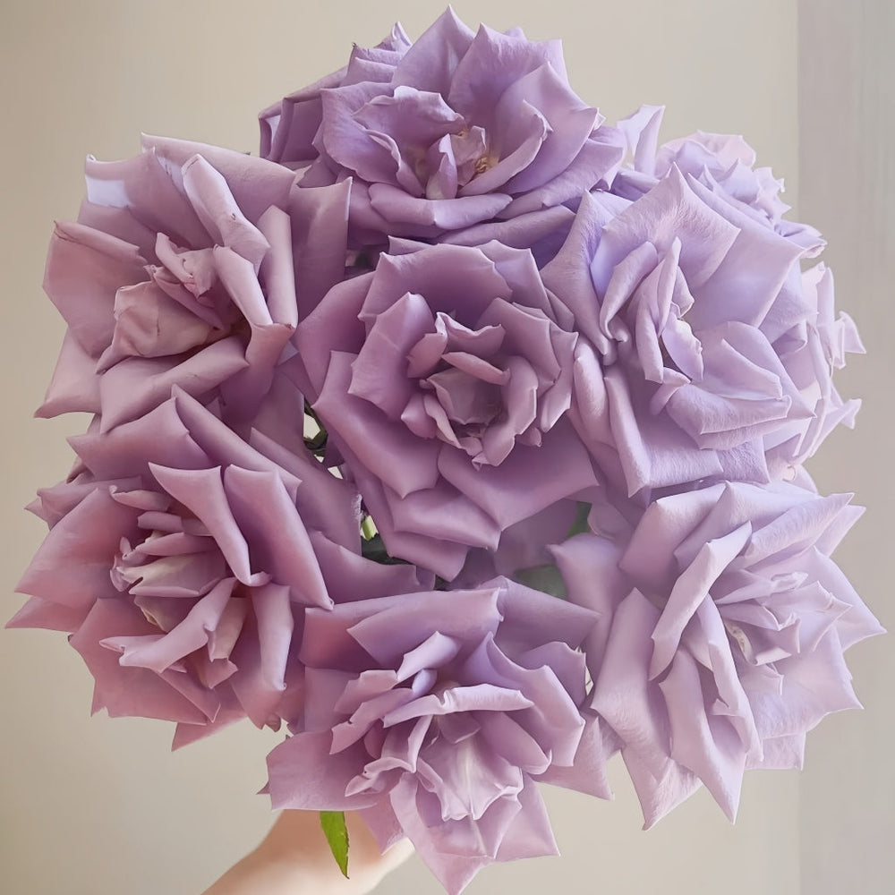 Applause Rose