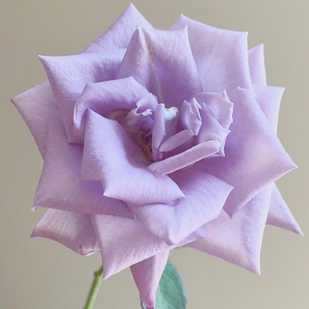 Applause Rose