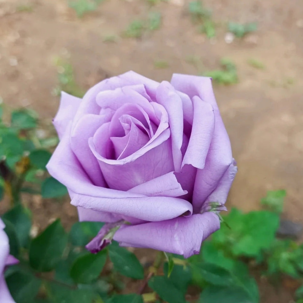 Applause Rose