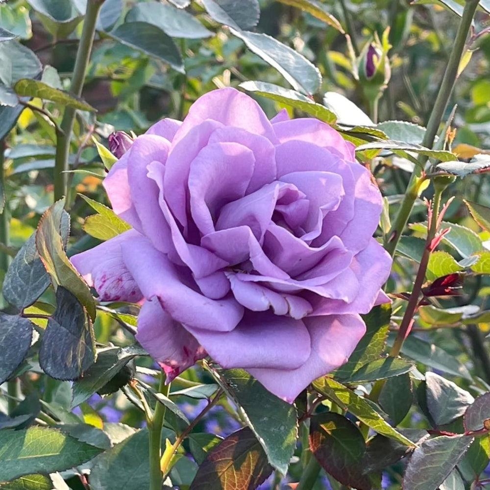 Applause Rose