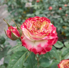 Garden-ready mature Apple Jack rose with pink-red patterns, alongside bud