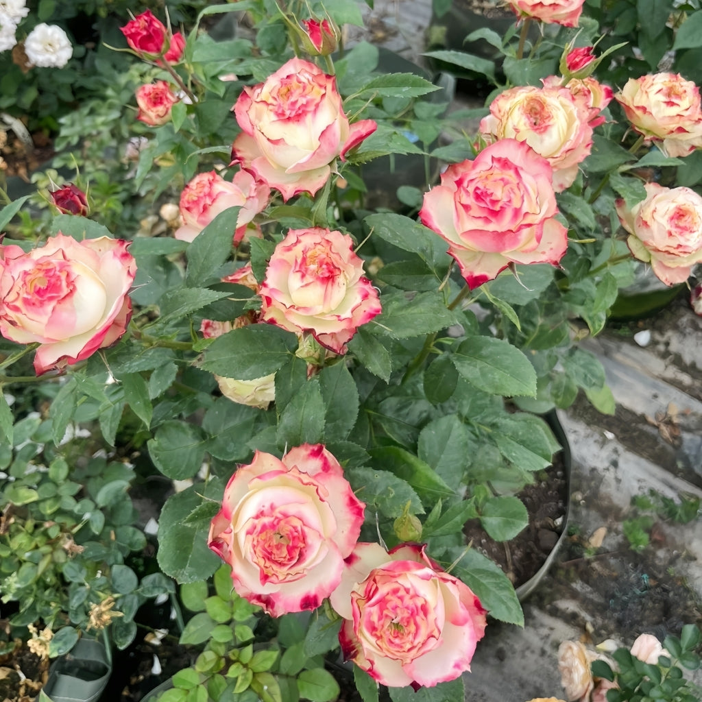 Healthy cluster of Apple Jack roses blooming in garden bed