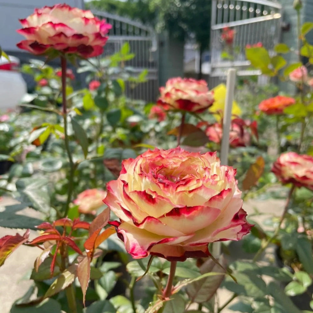 Year-round blooming Apple Jack roses near fence