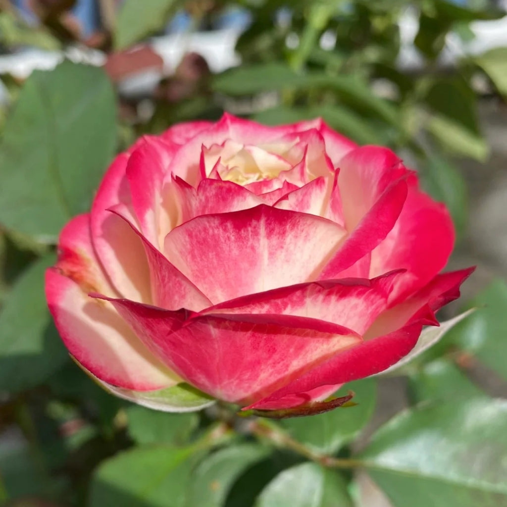 Vibrant pink and white layered Apple Jack rose with green leaves, RosesPlant garden