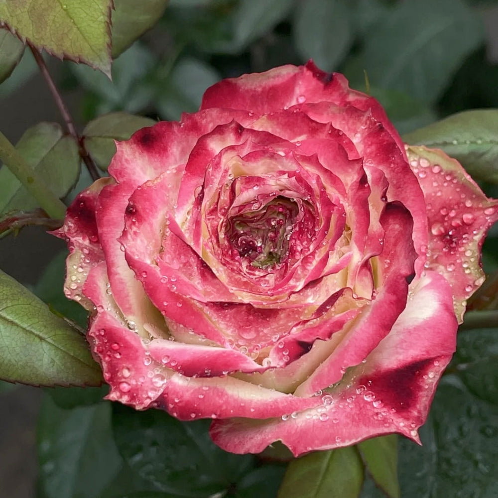 Pink Apple Jack rose with water droplets, green foliage, RosesPlant premium