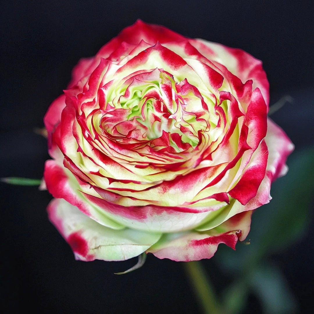 Multicolored (red, yellow, green) Apple Jack rose, dark backdrop, RosesPlant