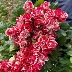 Aquarius Rose