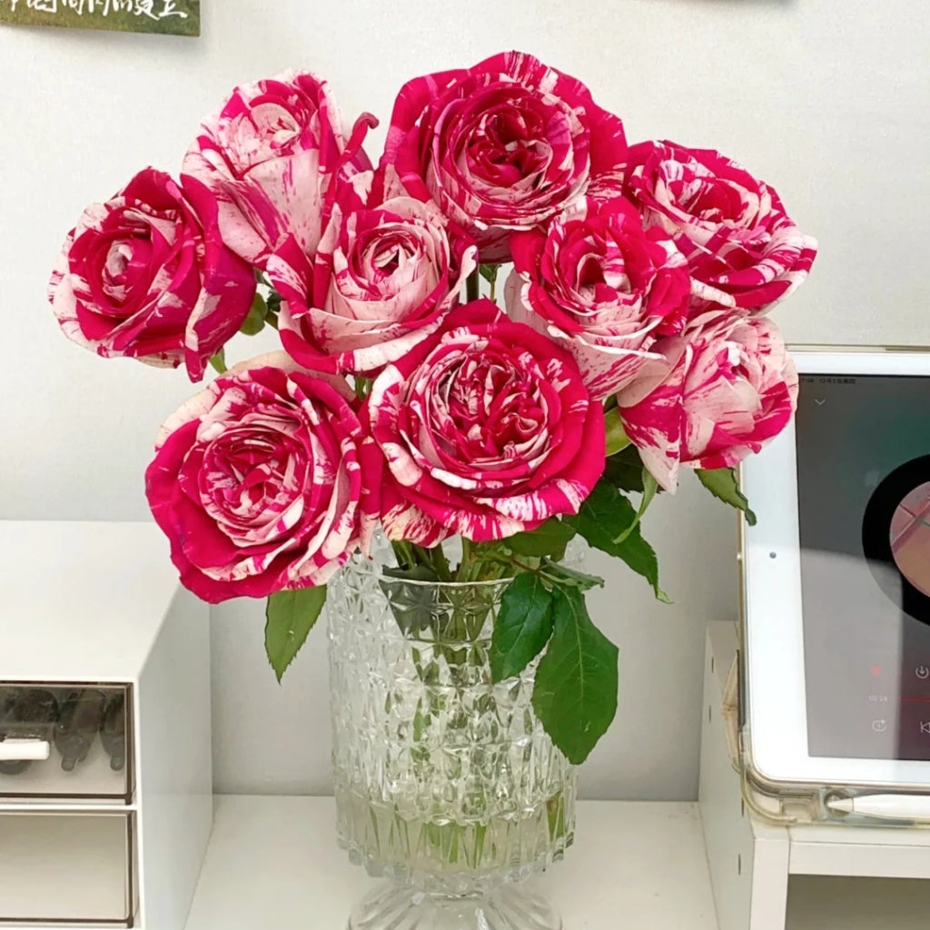 Aquarius Rose