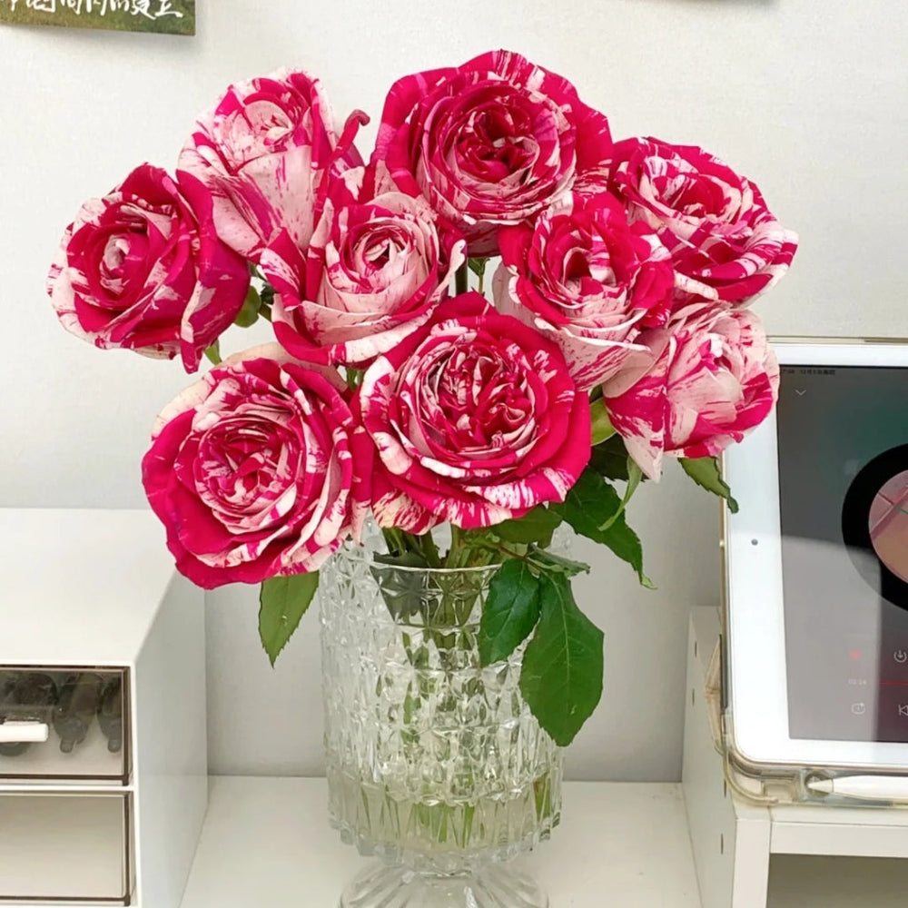 Aquarius Rose