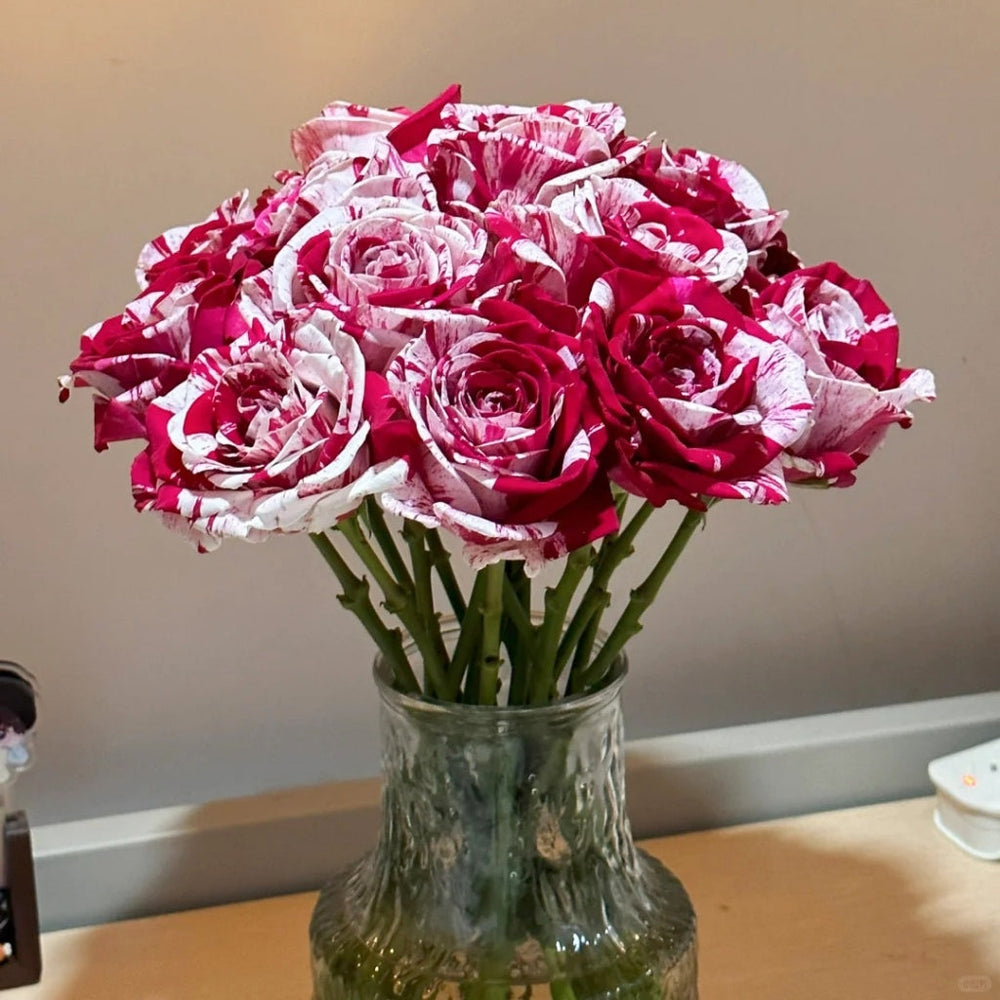 Aquarius Rose